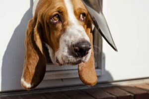 Cómo proteger la puerta de un perro de los intrusos: 8 ideas efectivas