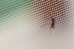 Deshacerse de los mosquitos en la casa de la manera correcta