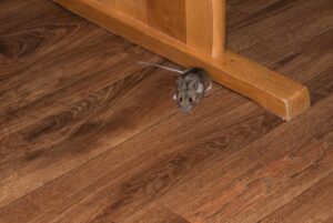 ¿Cómo entran los ratones en los apartamentos de arriba?