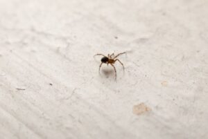 ¿Raid mata arañas? Una guía sobre el uso de Raid for Spiders