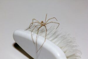 Cómo mantener a las arañas fuera de su sótano para siempre