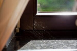 ¿Cuánto tiempo permanecerá una araña en tu habitación?